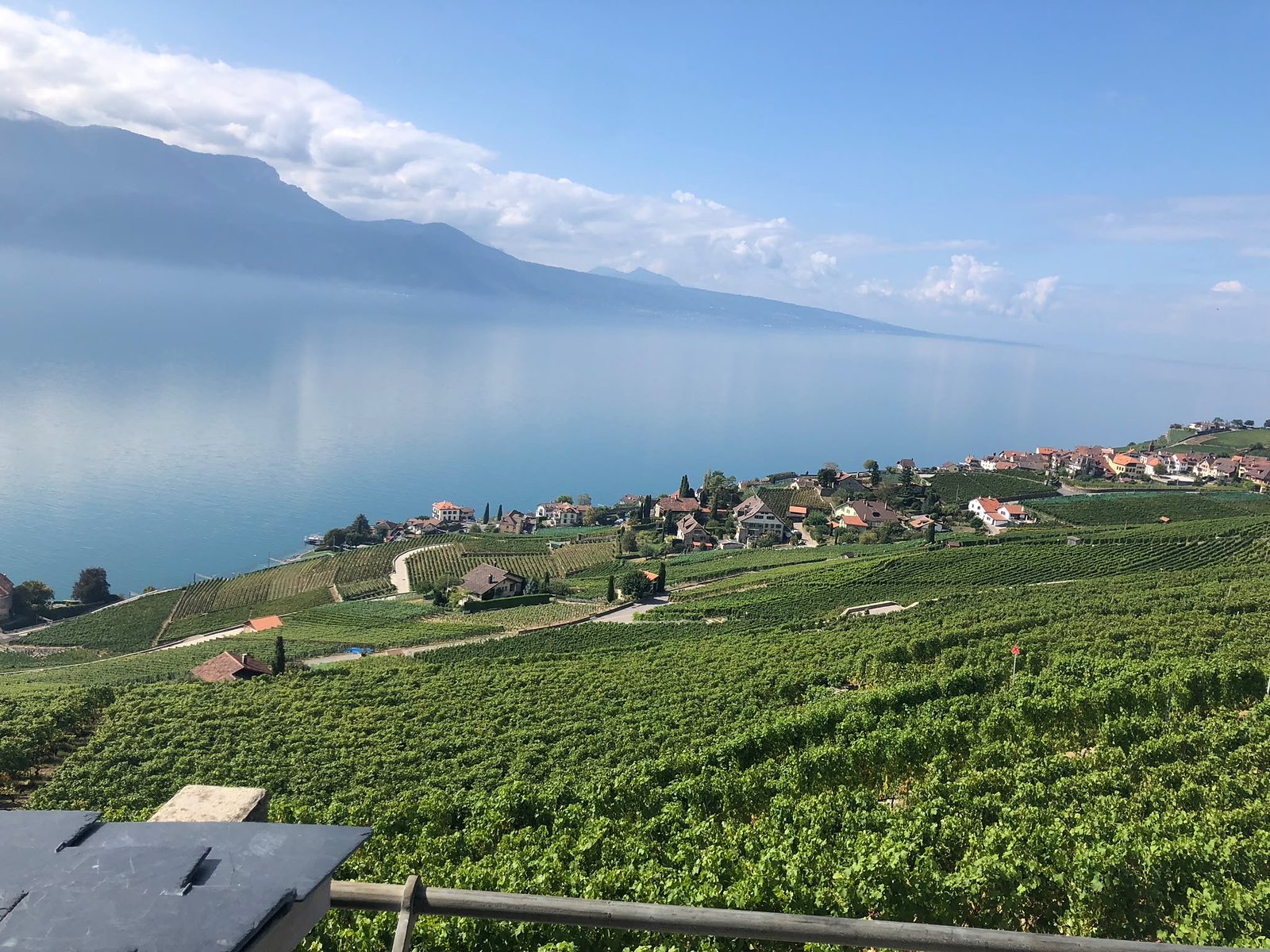 Vignoble de Lavaux au bord du Léman